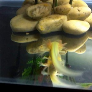 She is really yellow under this light