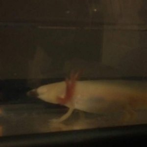 Cletus eating fish