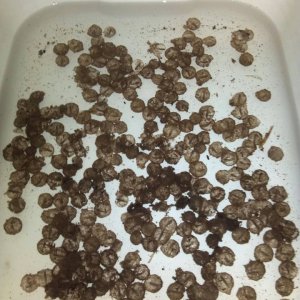 First batch of eggs!