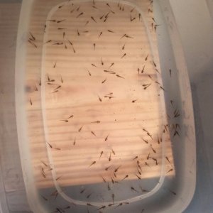 My first batch of babies
