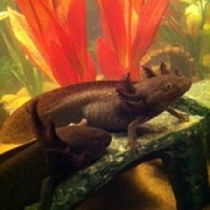 Xena lounging on her platform, Zeus creeping up to say hello