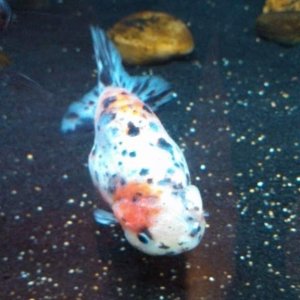 Calico male 6"