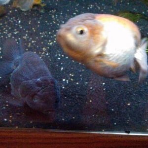 Lavender and black females 4"