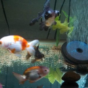Lavender, sakura, and crystal female ranchu with huge blue female butterfly telescope.