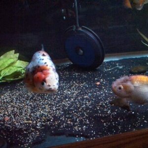 Fat and happy