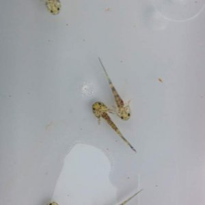 gold and wild babies