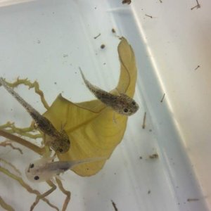 eating mosquito larvae