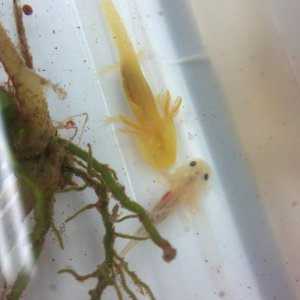 Gold albino baby