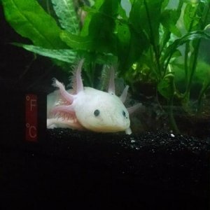 axie1