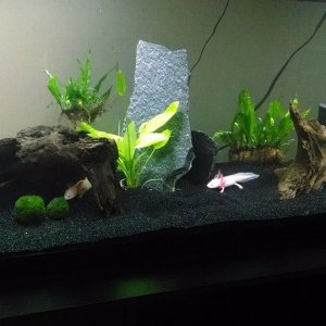 axie2
