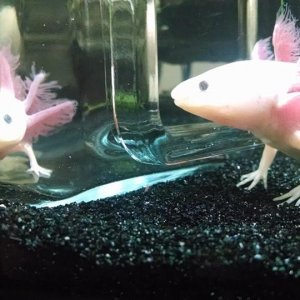 axie4