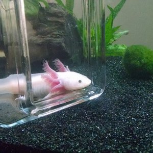 axie5