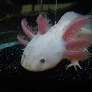 axie6