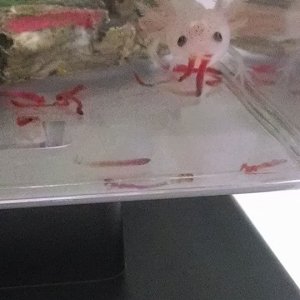axie8