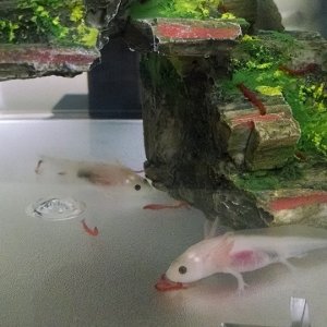 axie9