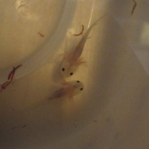 Fresh out of the bags and eating before I move them to their new home!!