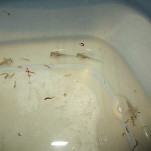 Fresh out of the bags and eating before I move them to their new home!!