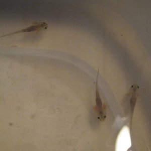 Fresh out of the bags and eating before I move them to their new home!!