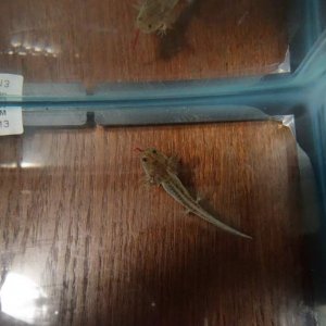 Wild type mutation causing extra gills