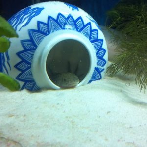 New Hide