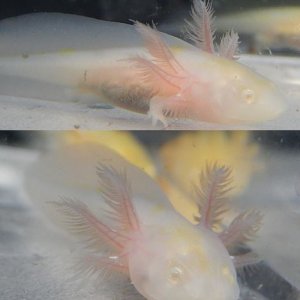 Sweet little Albinos.