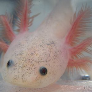 Some have more freckles than others.