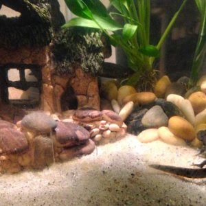 The feeding beach
