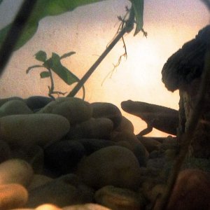 Silhouette of Spanish ribbed newt