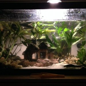 My Spanish ribbed newt tank: underwater Gothic