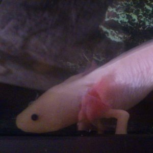 Jan 20th. 
Beautiful colors and frilly pink gills!
A touch of floaty bum syndrome,  but it seems my homegrown red wigglers are too gassy so he's back 