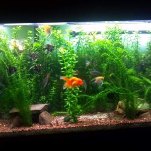 65 gallon tank