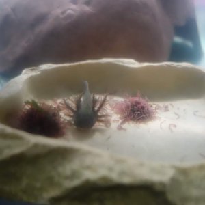 Eating bloodworms
