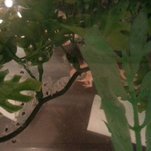 More black egg development