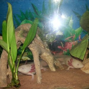 pinky and the brain