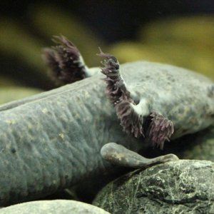 Cherlie with his gills growing back nice :)