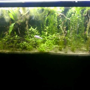 Dirted 55 Gal