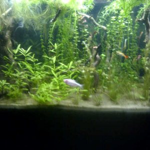 Dirted 55 Gal