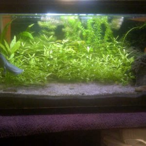 Overgrown tank early october 2013