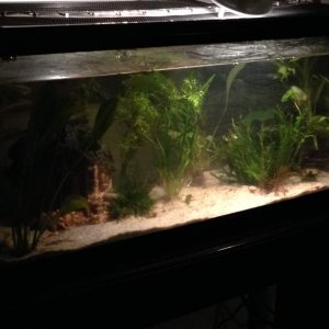 20L tank for ribbed newts
