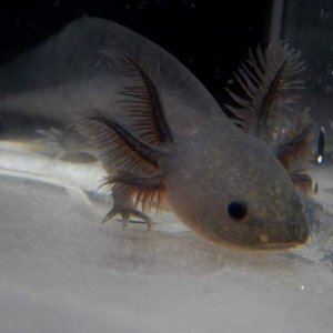 2/14/14  baby melanoid