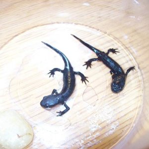Young adult Chinese-fire belly newts Thor and Loki in a small, slightly wet container with a rock for feeding as their tank gets cleaned.