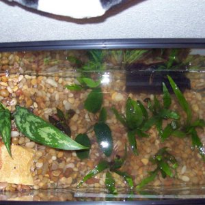 Overhead of tank without lid on.

**NOTE: Water appears cloudy because it was very recently dumped into the tank just before the photos were taken, as