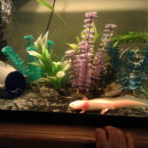 Al in his new home. Now he has a nice dark background like he was used to having.