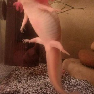 Sometimes she stands on her tail, lol.
