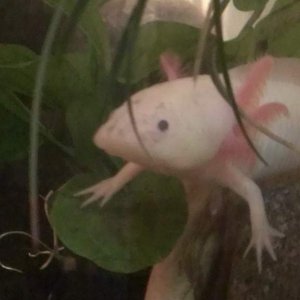 She used to have plants, until she tore them to shreds and made a HUGE mess -_-