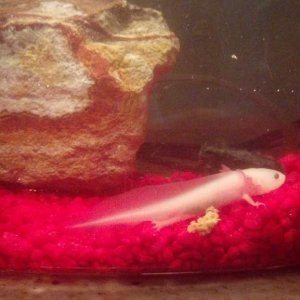 Pac-O when hims was a baby!