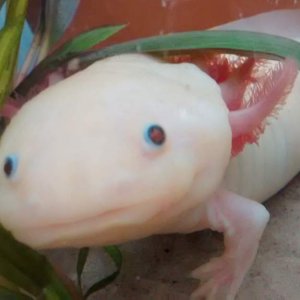 Wesley the Axolotl