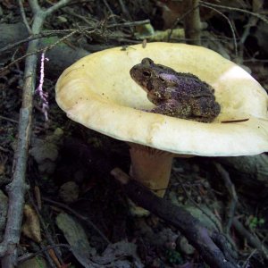 Toad