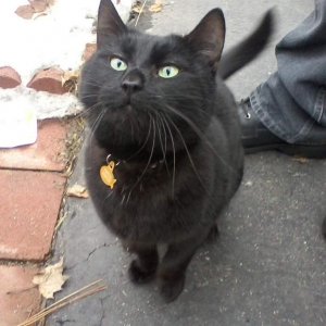 Twitch again. Taking pictures of black cats is so hard =__= I'm glad he sat still for this one.