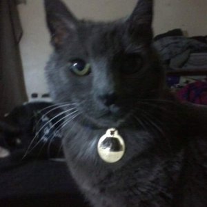 Gina, my Russian Blue that seems to always need to complain. She doesn't meow so much as squawk at people.